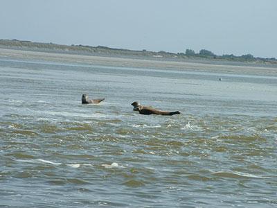 Les phoques en Baie de Somme
