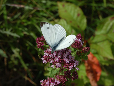Papillon à Eclusier-Vaux, Vallée de Somme