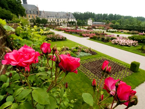 Jardins de Valloires_roses en fleurs ©Destination Baie de Somme